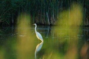 Grote zilverreiger