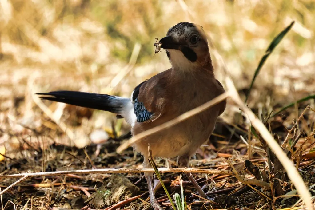 Vlaamse gaai met avond eten