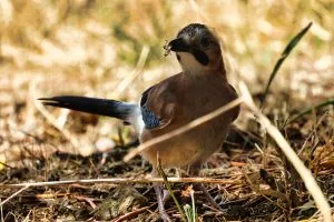 Vlaamse gaai met avond eten