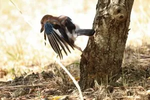 Vlaamse gaai net voordat hij weg vliegt.